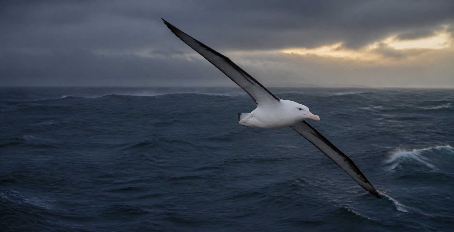 An albatross gliding over the ocean
